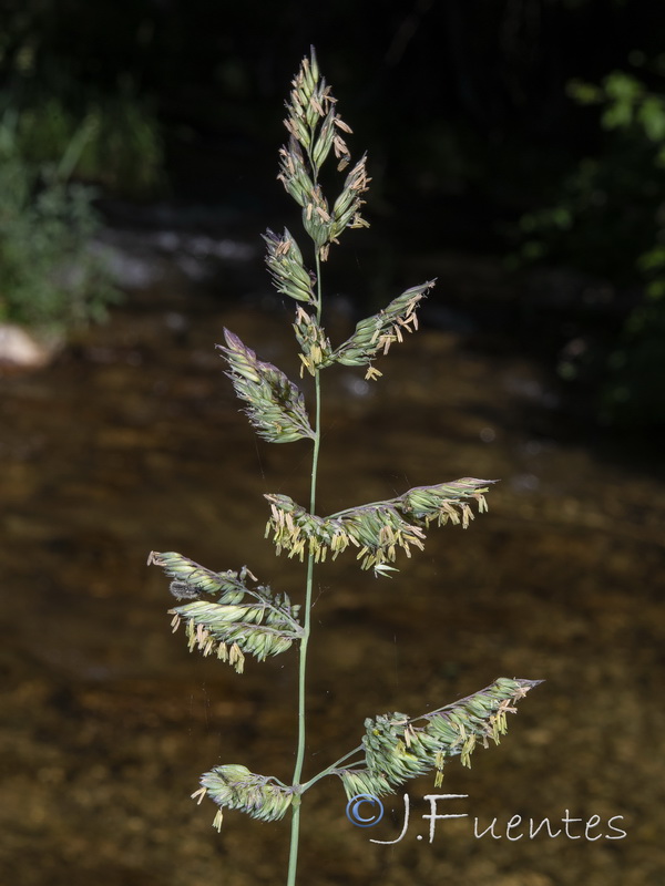 Phalaris arundinacea.08