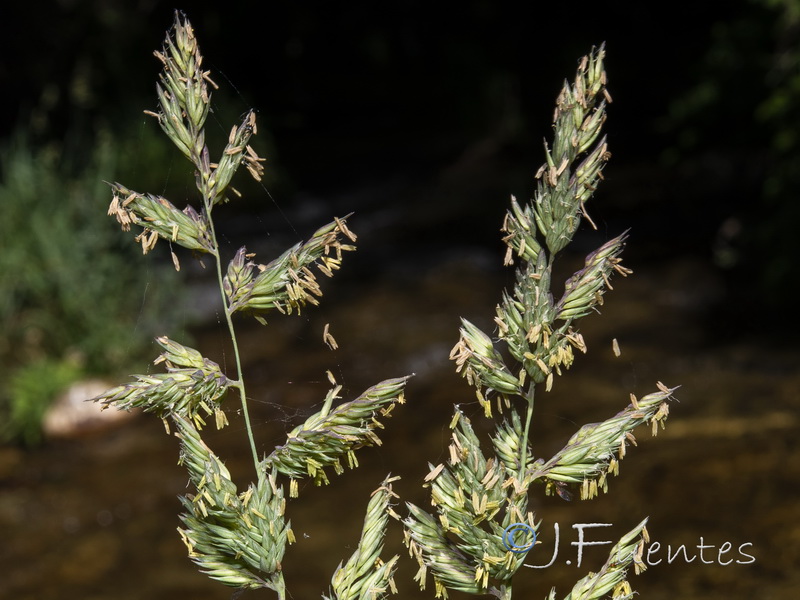 Phalaris arundinacea.09