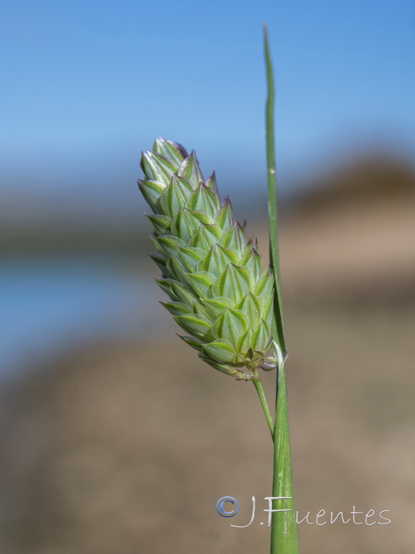 Phalaris canariensis.02