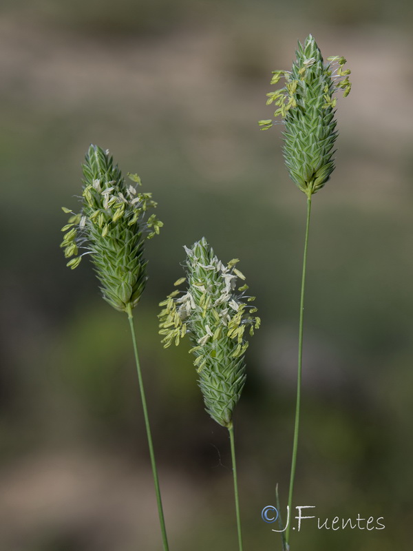 Phalaris canariensis.03