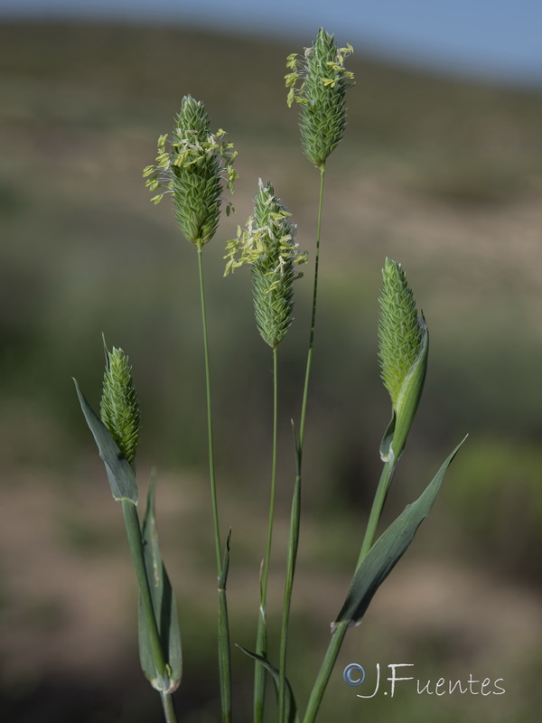 Phalaris canariensis.04