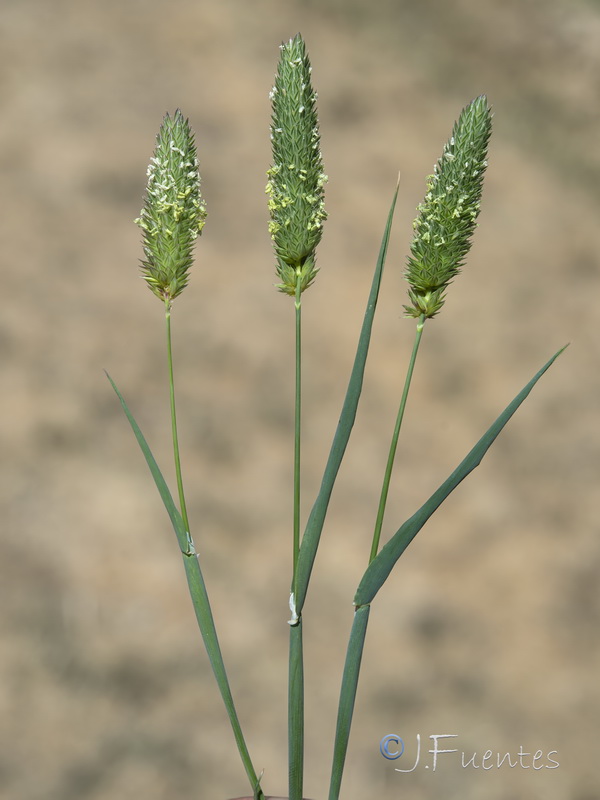 Phalaris canariensis.05