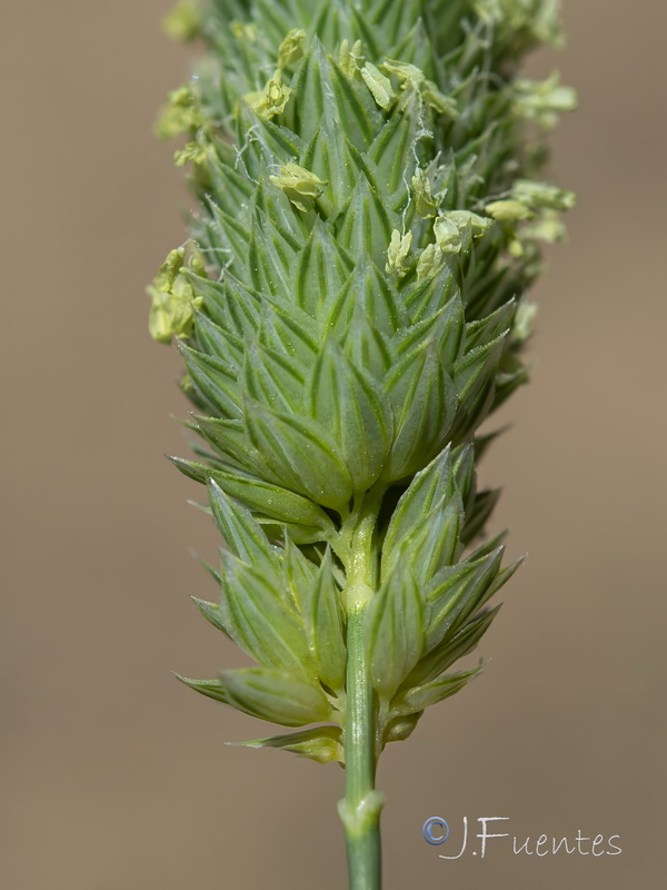 Phalaris canariensis.06