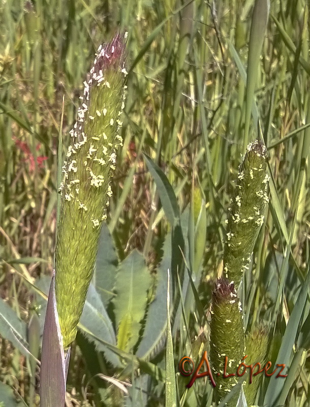 Phalaris coeruslescens.02