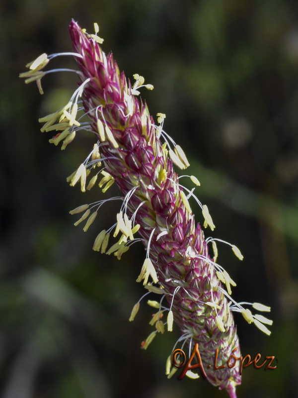 Phalaris coeruslescens.04