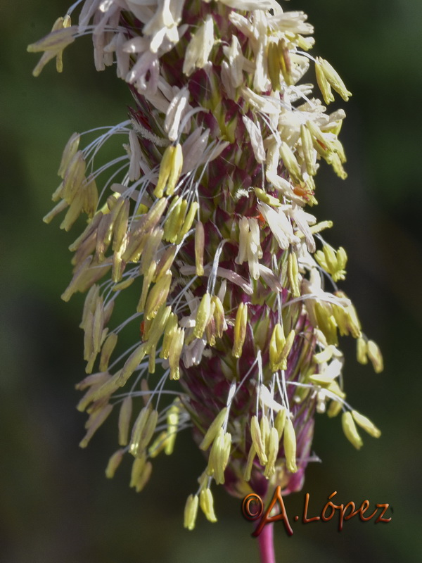Phalaris coeruslescens.05