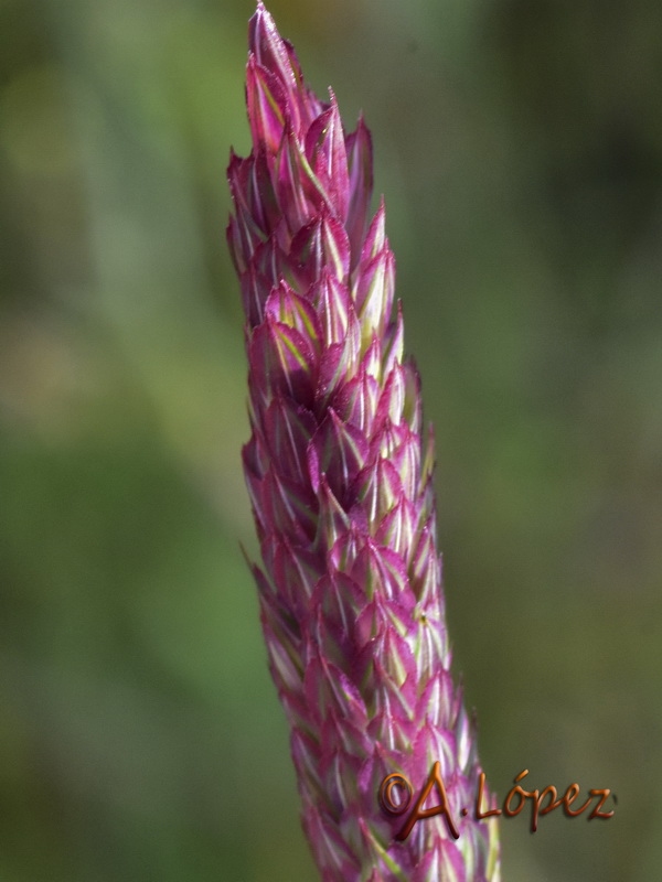 Phalaris coeruslescens.06