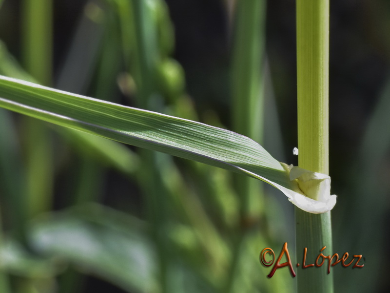Phalaris coeruslescens.07