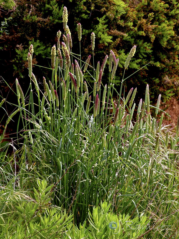 Phalaris coeruslescens.01