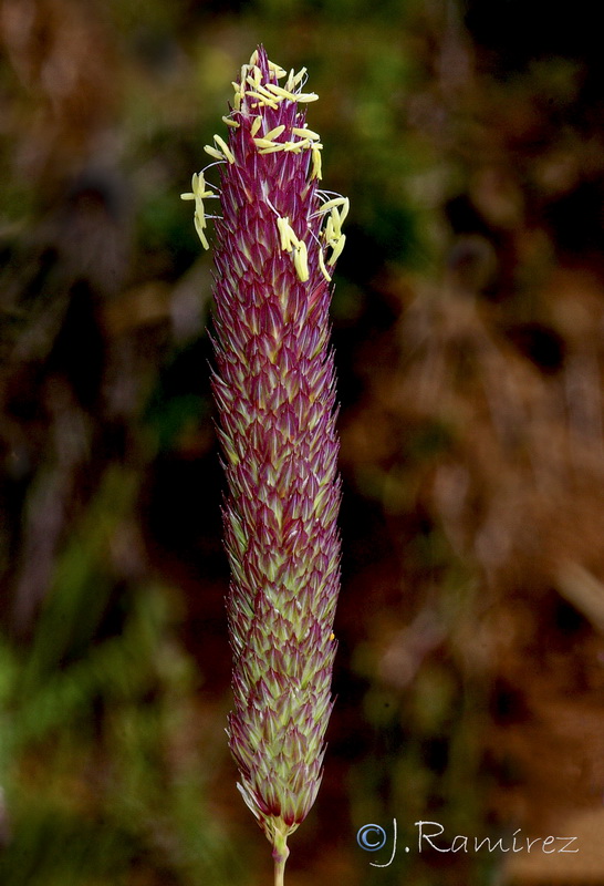 Phalaris coeruslescens.03