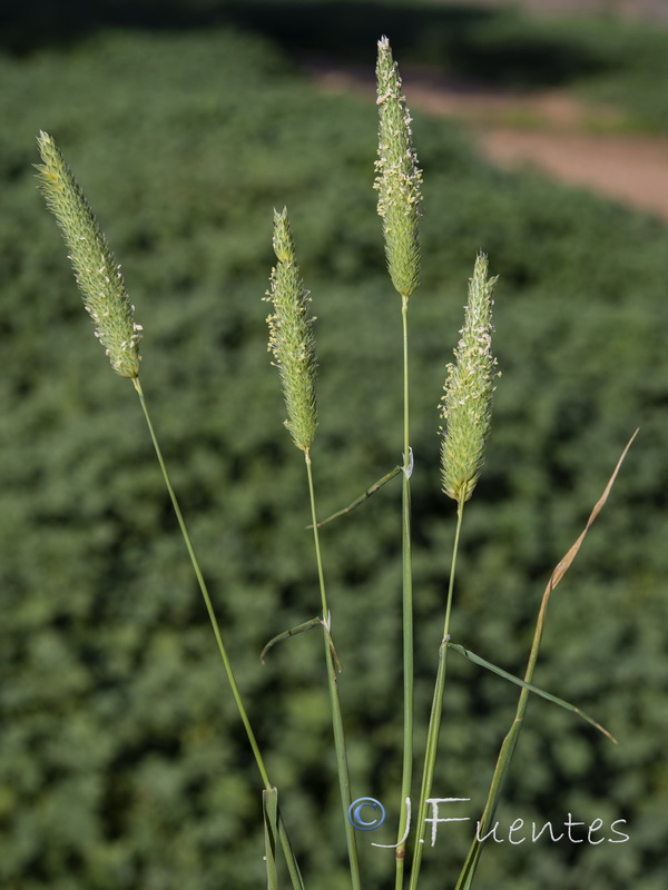 Phalaris minor.01