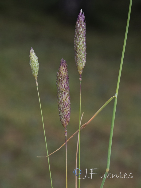 Phalaris minor.02