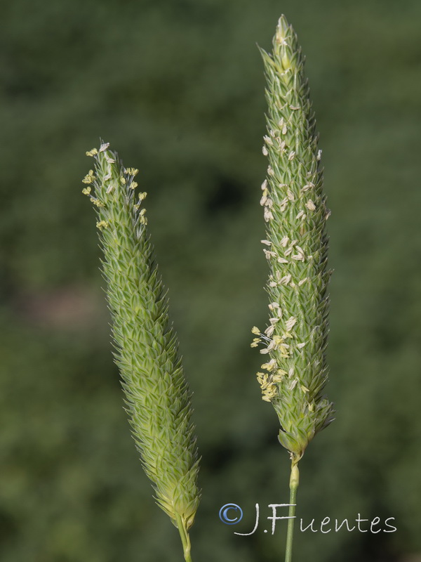 Phalaris minor.04