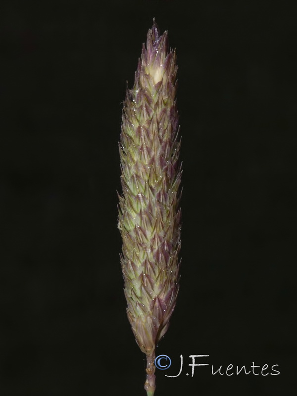 Phalaris minor.05