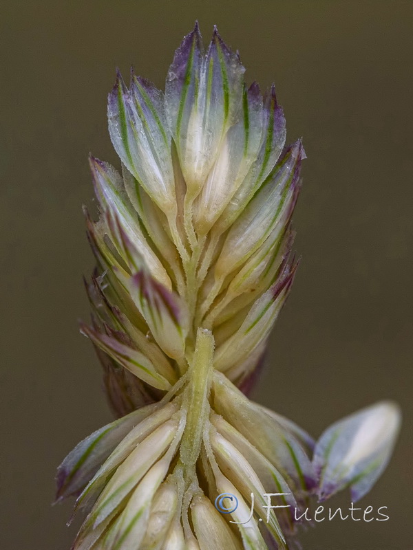 Phalaris minor.06