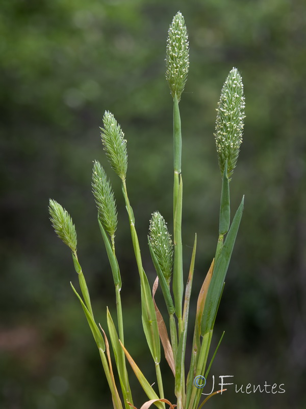 Phalaris minor.08