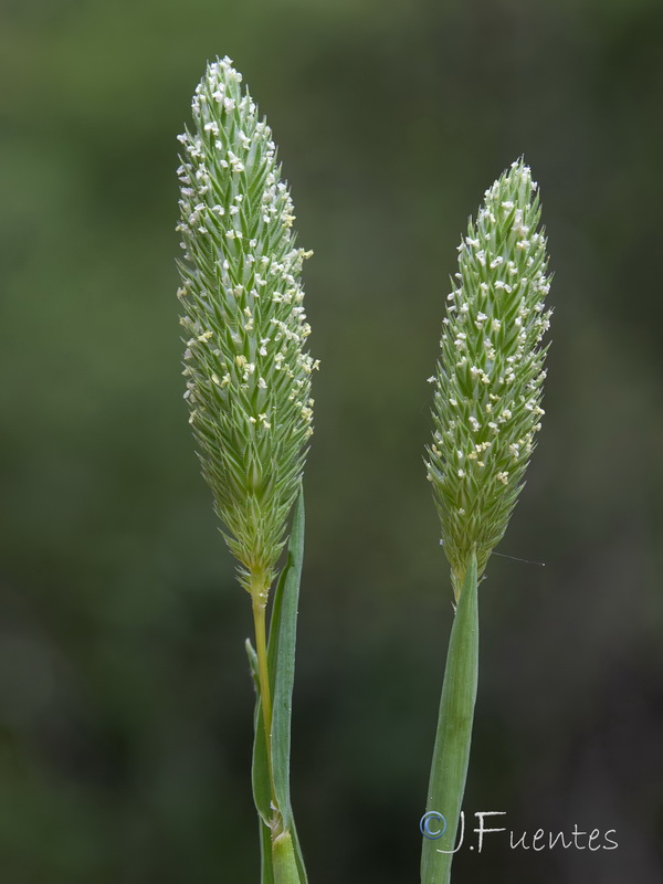 Phalaris minor.09