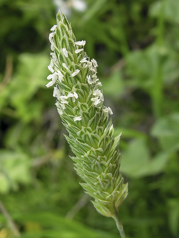 Phalaris paradoxa.01