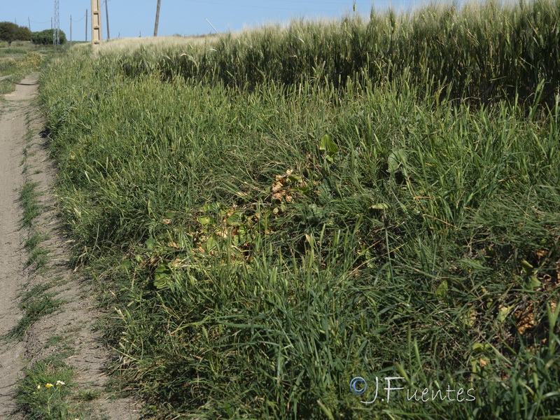 Phalaris paradoxa.02