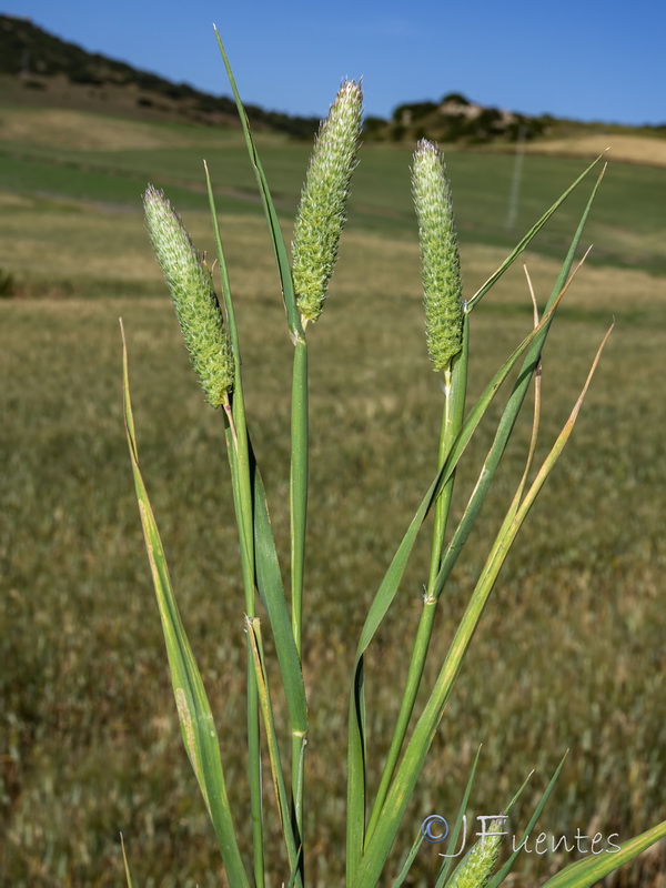 Phalaris paradoxa.03