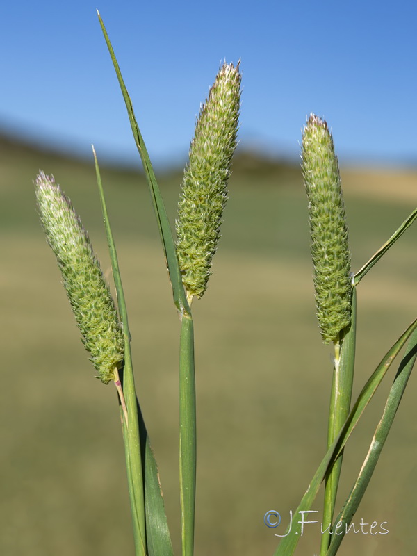 Phalaris paradoxa.04