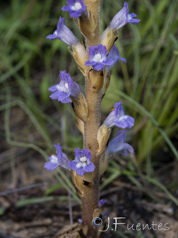 Phelipanche aedoi.07
