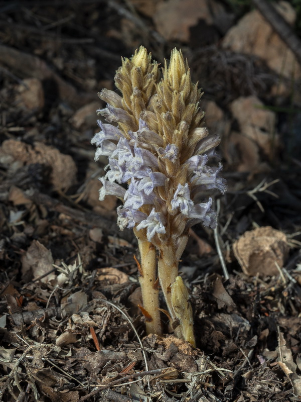 Phelipanche portiilicitana.01