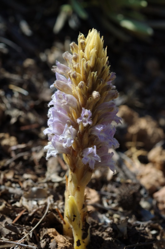 Phelipanche portiilicitana.02