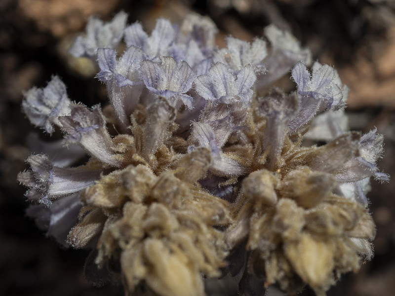 Phelipanche portiilicitana.04