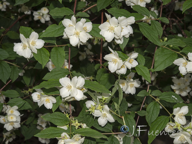 Philadelphus coronarius.01