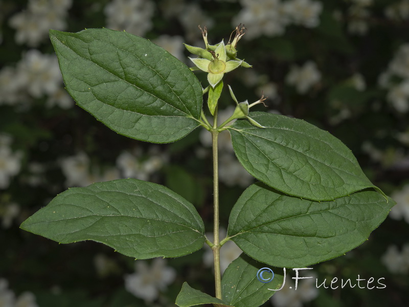 Philadelphus coronarius.02