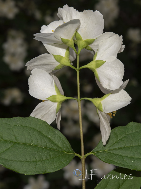 Philadelphus coronarius.04