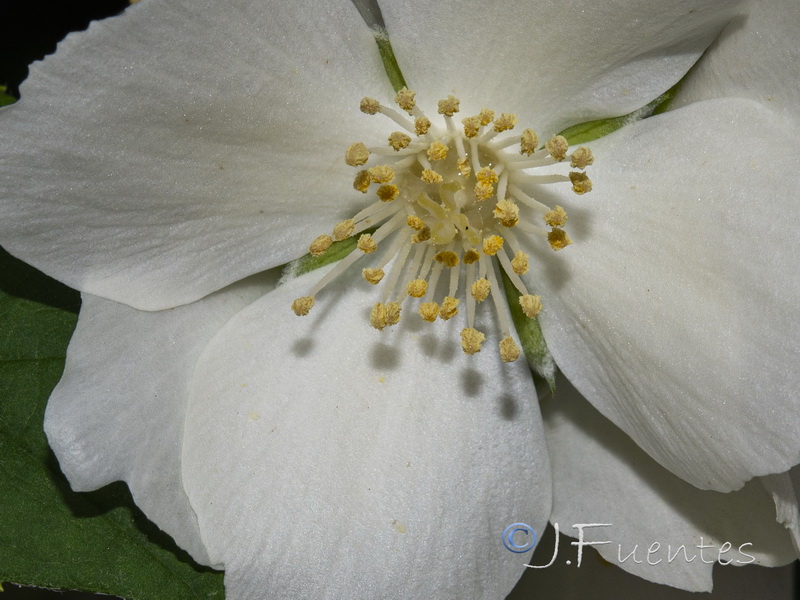 Philadelphus coronarius.05