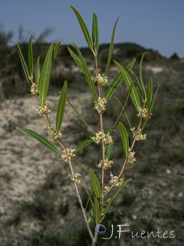 Phillyrea angustifolia.03