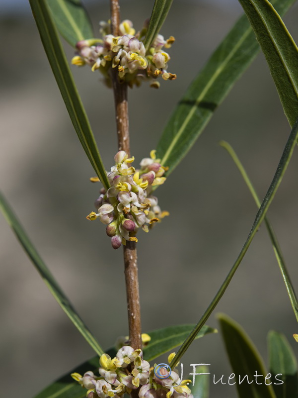 Phillyrea angustifolia.04