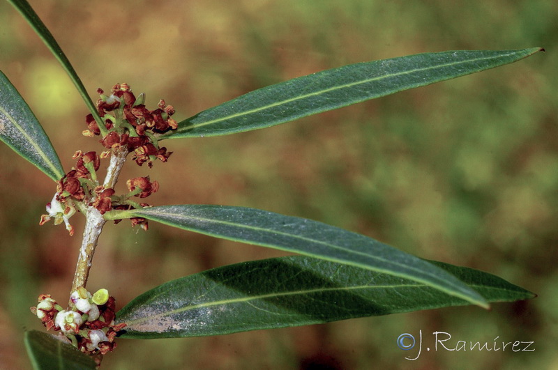 Phillyrea angustifolia.06