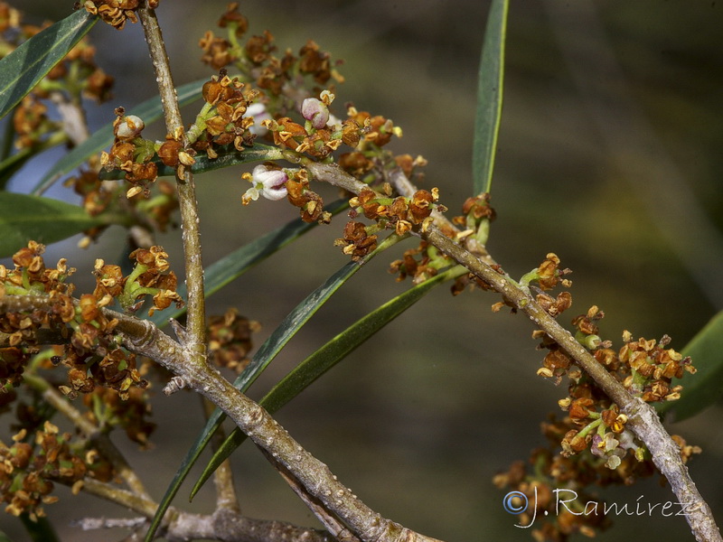 Phillyrea angustifolia.07