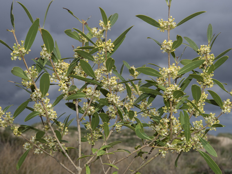 Phillyrea latifolia media.01