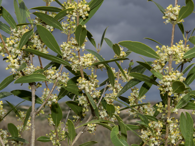 Phillyrea latifolia media.02