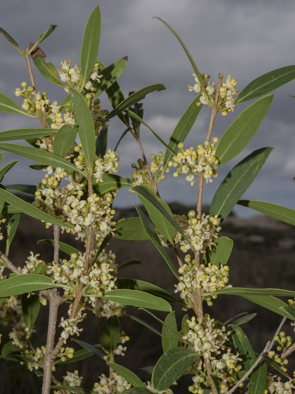 Phillyrea latifolia media.03