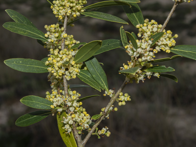 Phillyrea latifolia media.04