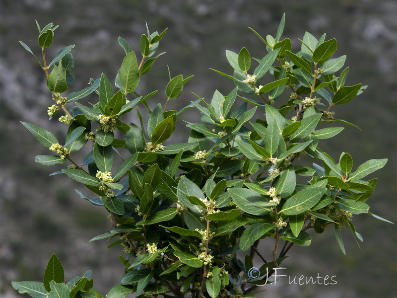 Phillyrea latifolia media.07