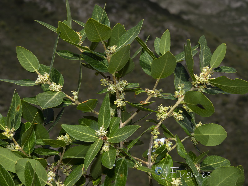 Phillyrea latifolia media.01