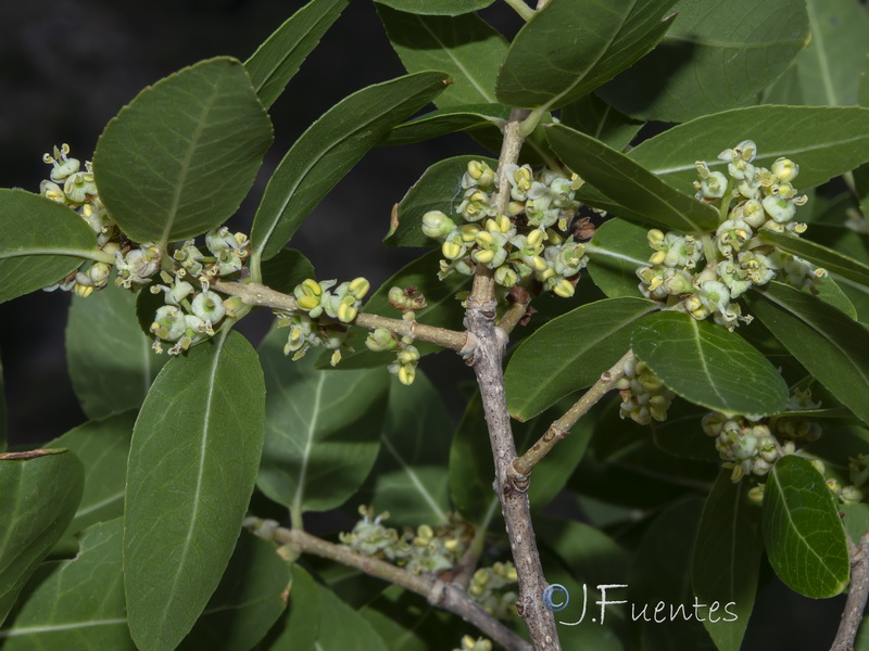 Phillyrea latifolia media.09