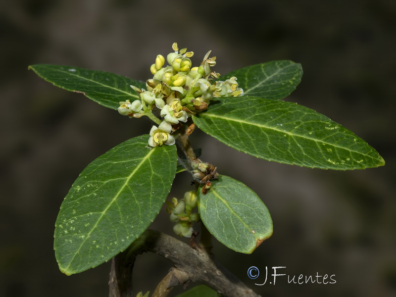 Phillyrea latifolia media.10
