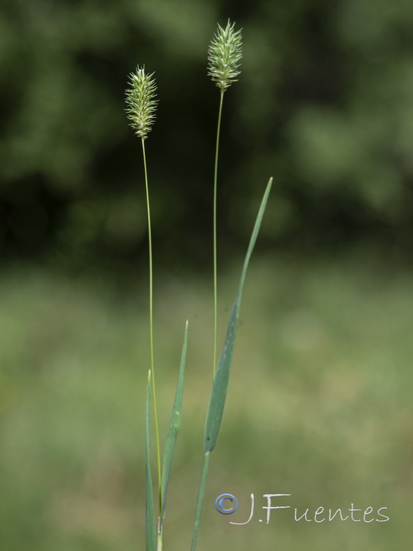 Phleum bertolonii.01