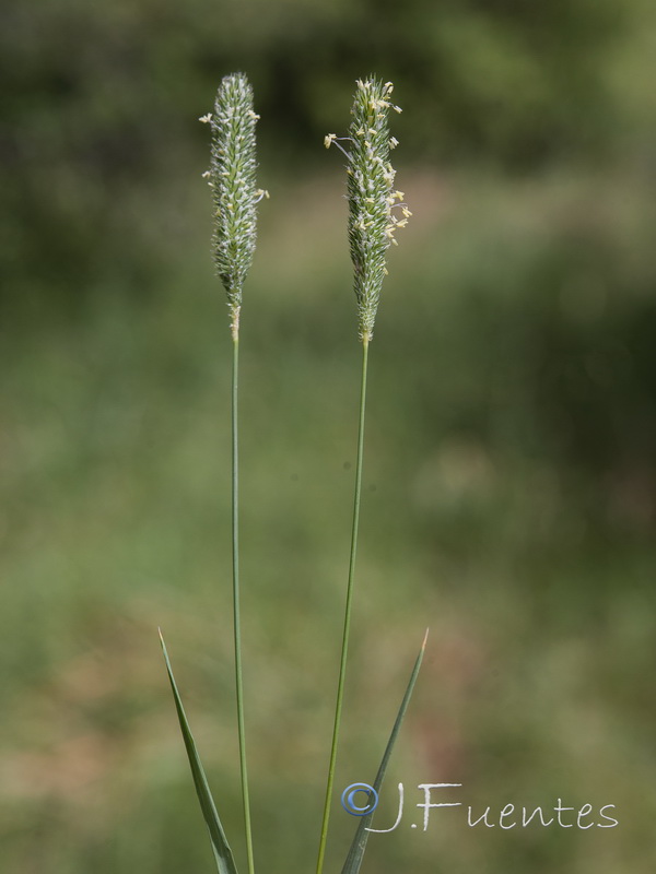 Phleum bertolonii.02