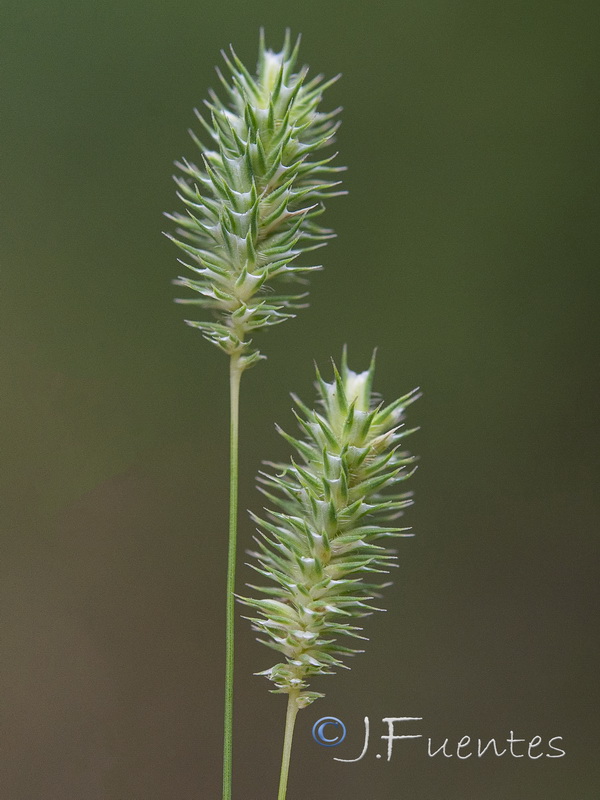 Phleum bertolonii.03