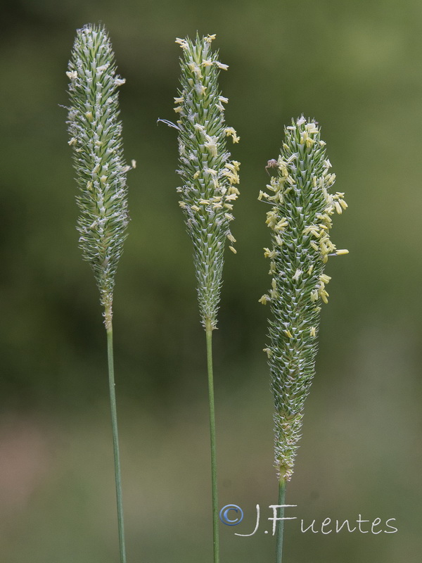 Phleum bertolonii.04