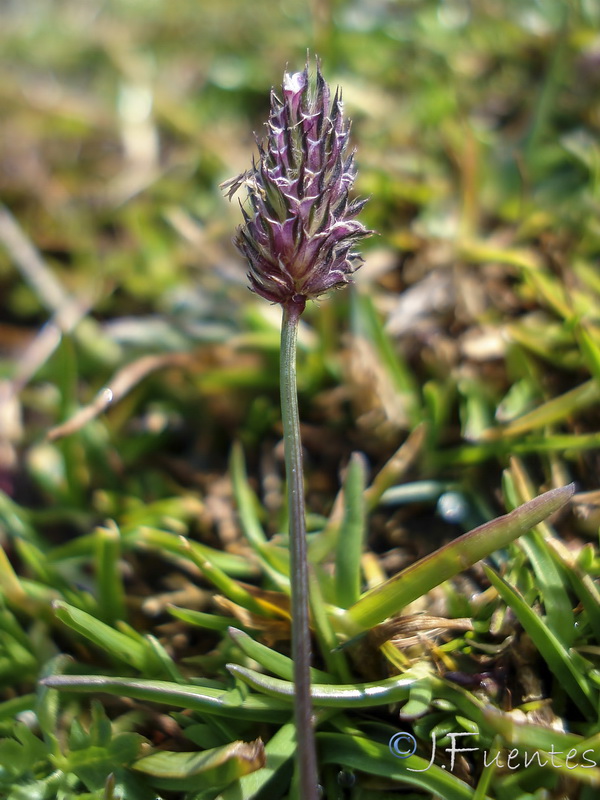 Phleum brachystachyum brachystachyum.02